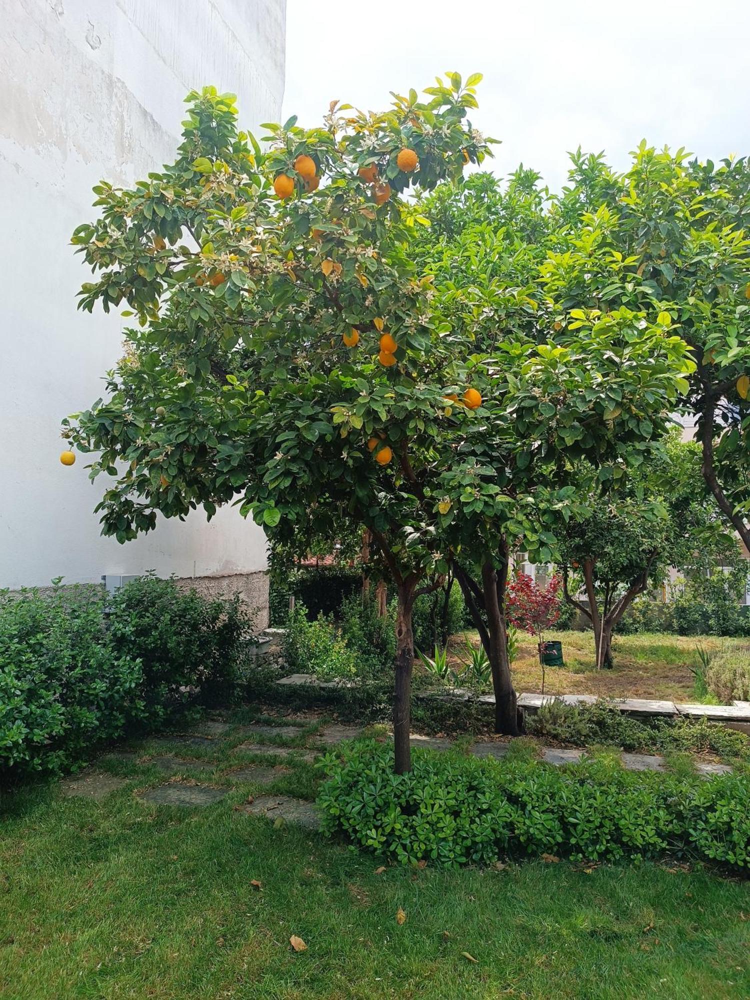 Betty'S Garden House Villa Néa Ankhíalos Rum bild